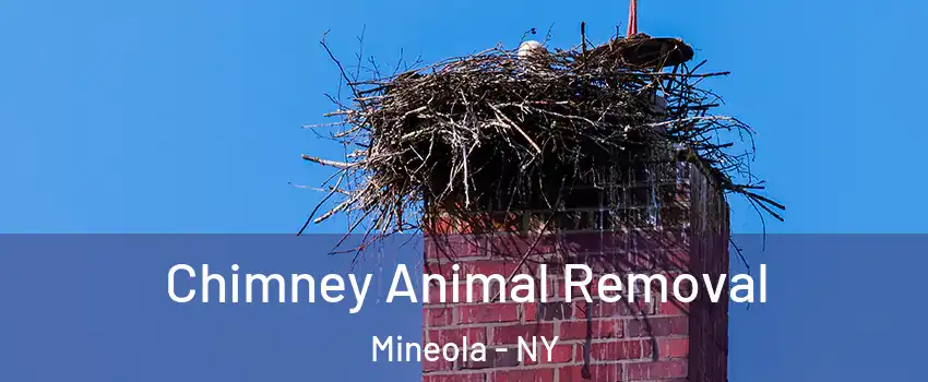 Chimney Animal Removal Mineola - NY