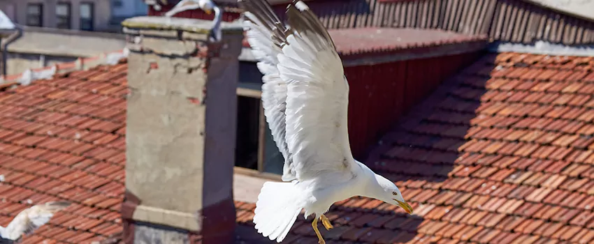 Residential Chimney Animal Removal Solution in Mineola, NY