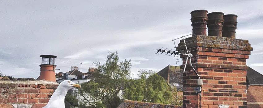 Chimney Cleaning And Restoration in Mineola, New York